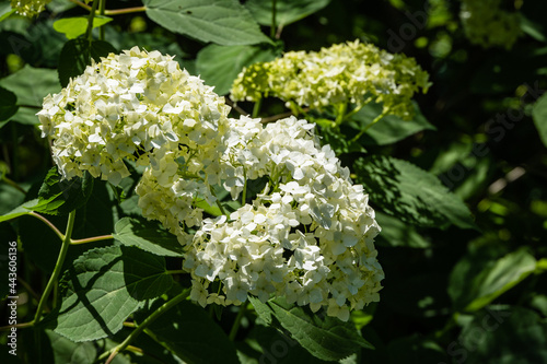 Large beautiful inflorescences of white tree hydrangea on a blurred dark green background. Selective focus. Close-up. White Flower in sunlight. Nature concept for design.