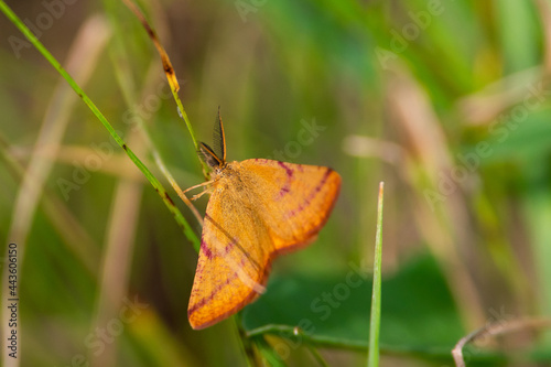 Lythria purpuraria sit on grass
purple-barred yellow buttefly in nature
 photo