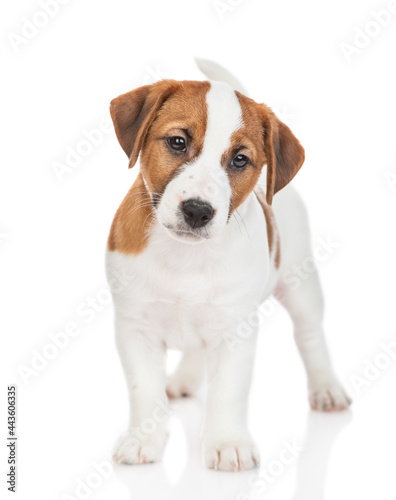 Curious Jack russell terrier puppy stands in front view. Isolated on white background
