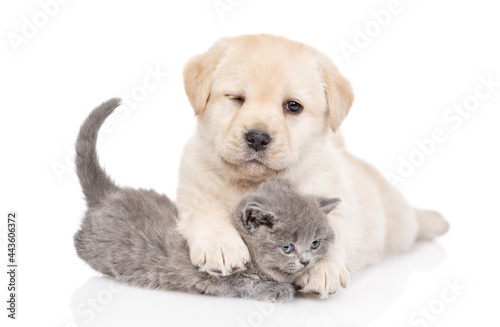 Winking Golden retriever puppy hugs a tiny gray kitten. Isolated on white background