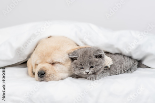 Friendly Golden retriever puppy hugs gray kitten. Pets sleep together under white warm blanket on a bed at home