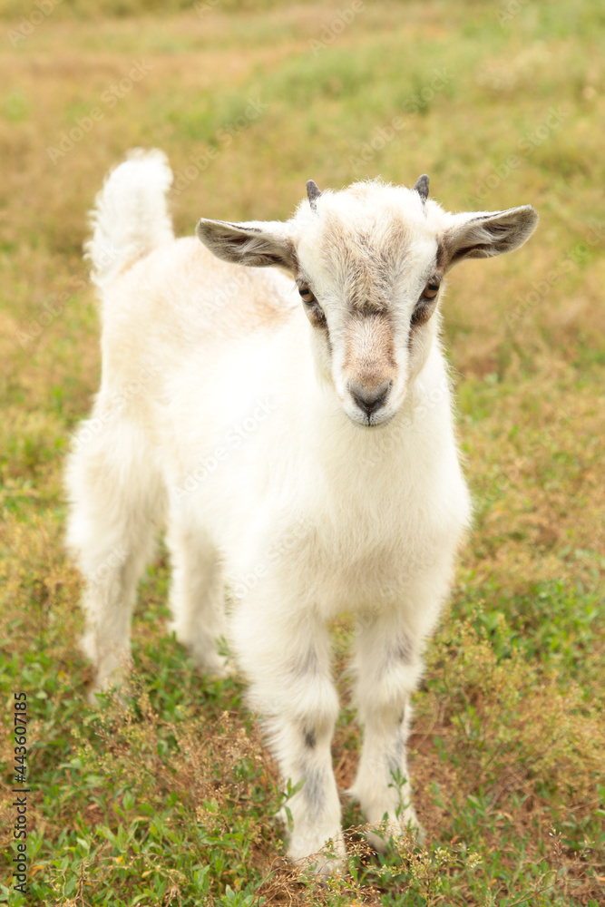 Little white goat on summer meadow. Vertical photo