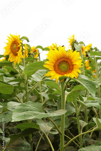 Field of sunflower. Top view. Summer background. Vertical photo