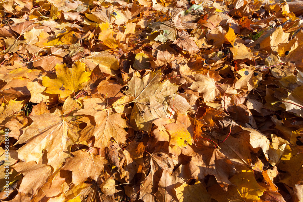 The fallen maple leaves The fallen maple leaves