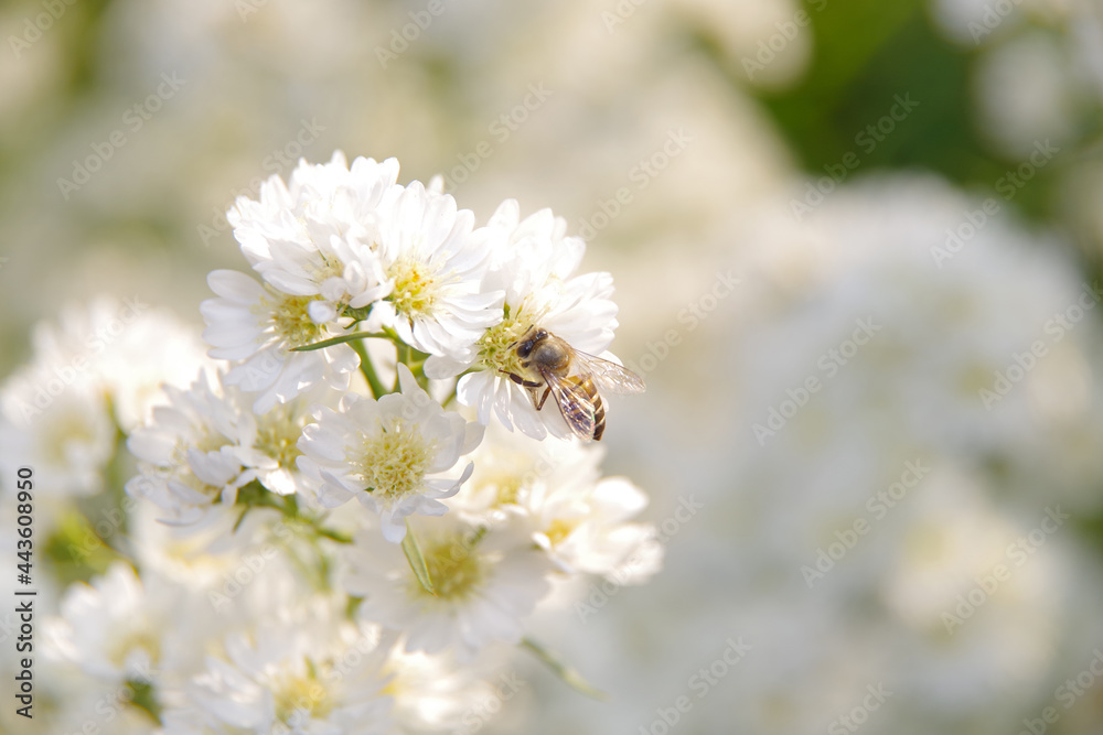 © GharvasSTDO - Close-up of white cutter flowers and bee