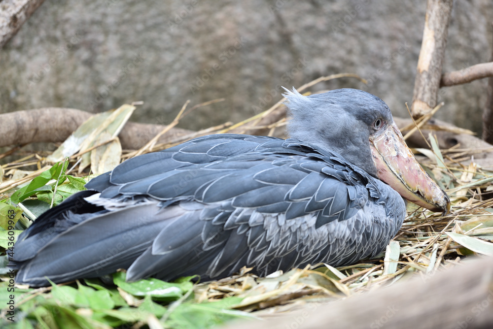 Fototapeta premium Shoebill, a big bird in Africa