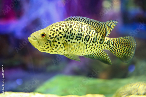 Cichlasoma managuense fish photo