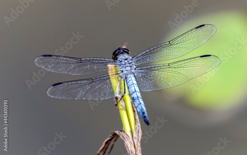 A blue dragonfly sits on a blade of grass, on a blurred background