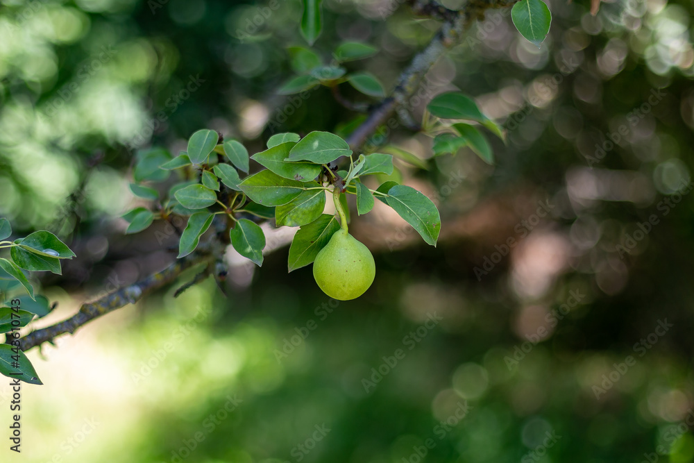 Ripe pear. A pear hangs on a tree branch.