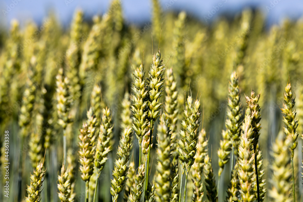 natural green ears of wheat