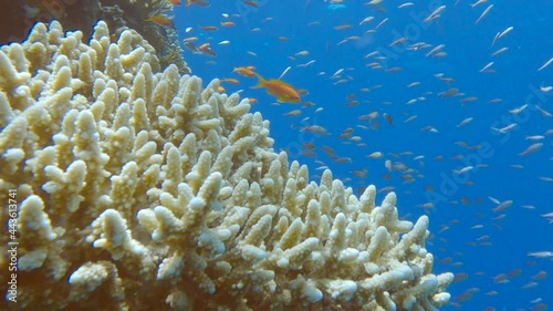 Colorful tropical fishes swimming near beautiful coral reef. Arabian Chromis (Chromis flavaxilla), Lyretail Anthias (Pseudanthias squamipinnis) Blackside hawkfish (Paracirrhites forsteri) photo