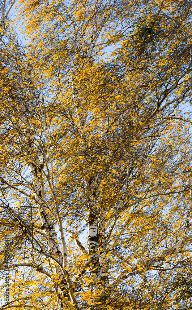 Obraz premium golden birch foliage