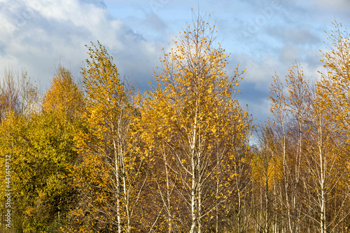 yellow birch autumn foliage