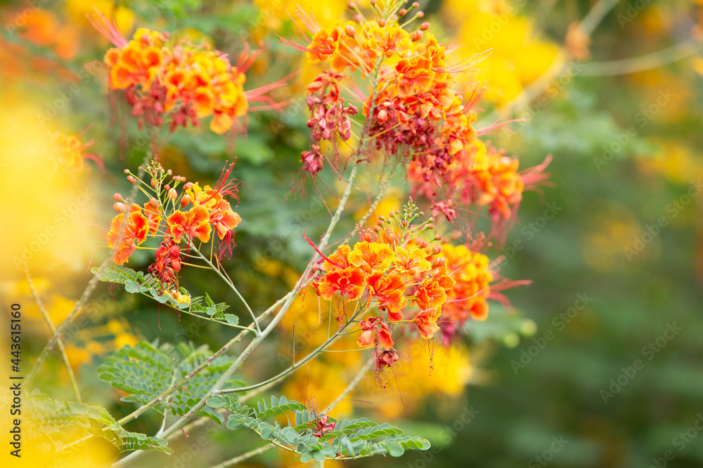 beautiful red and yellow flowers. Tranquill, peace, nature beautiful red and yellow flowers. Tranquill, peace, nature