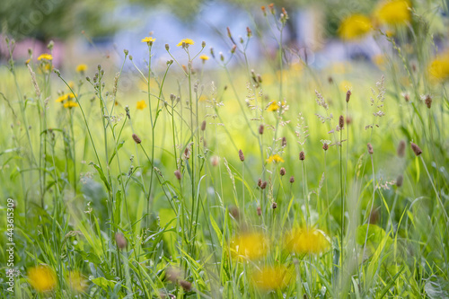 Gr  ser und Wiesenblumen 