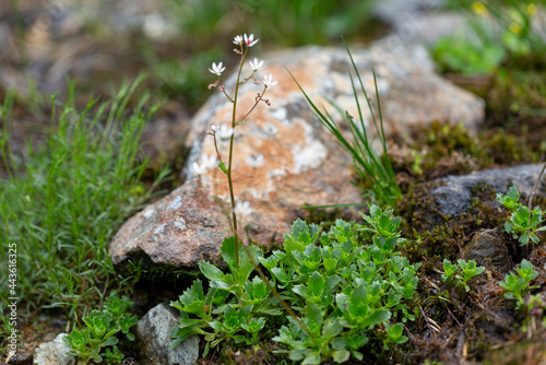 Photos Saxifraga stellaris, the starry saxifrage or hairy kidney-wort, is an Arctic – alpine species of saxifrage that grows in the highlands of the Carpathians