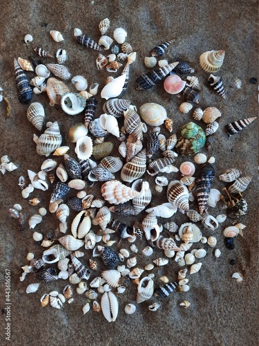 shells on sand