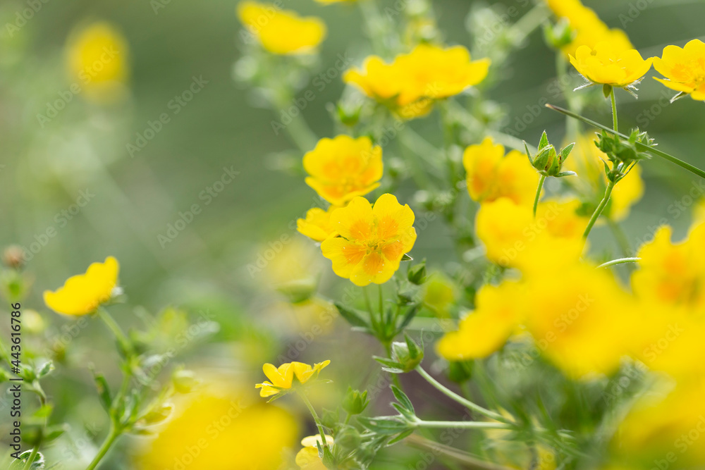 golden cinquefoil (Potentilla aurea) is a species of flowering plant in the Rosaceae family that grows in the highlands of the Carpathian Mountains. golden cinquefoil (Potentilla aurea) is a species of flowering plant in the Rosaceae family that grows in the highlands of the Carpathian Mountains.