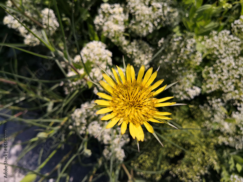 Scorzonera hispanica flower closeup. Wild plant in the field. Wildflowers in summer. photo