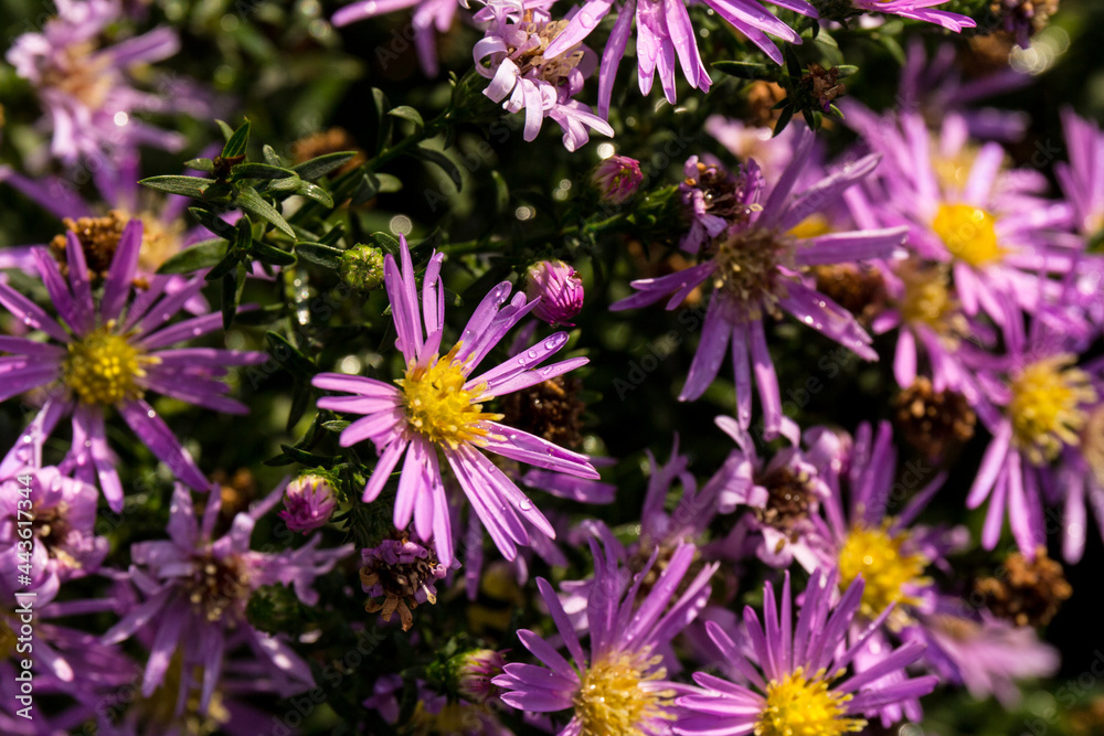 Beautiful Chrysanthemums flowers blooming in garden at spring day Beautiful Chrysanthemums flowers blooming in garden at spring day