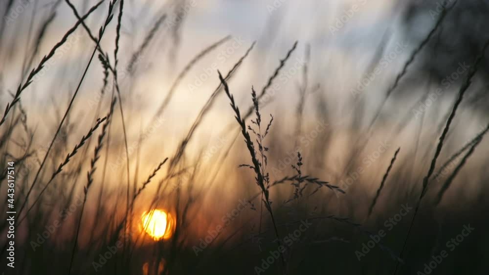 Sunset through the field grasses