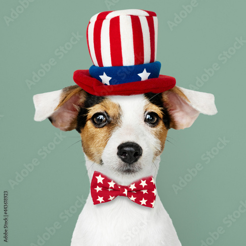 Cute Jack Russell Terrier in Uncle Sam hat and bow tie © Rawpixel.com