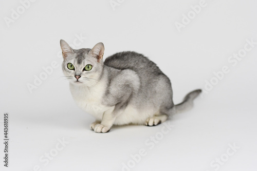 Fotografie Silver burmilla cat