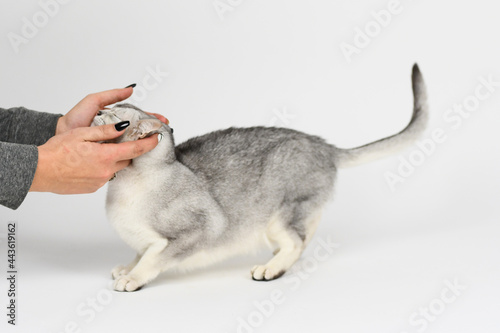Canvas Print Silver burmilla cat