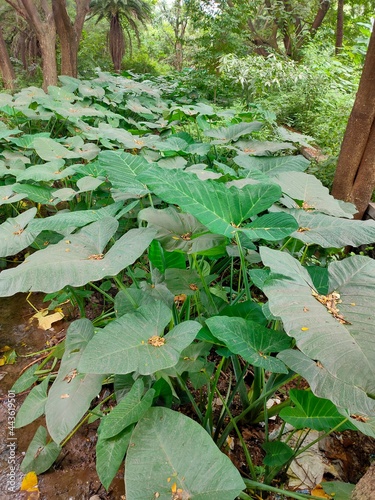 leaves in the forest. 