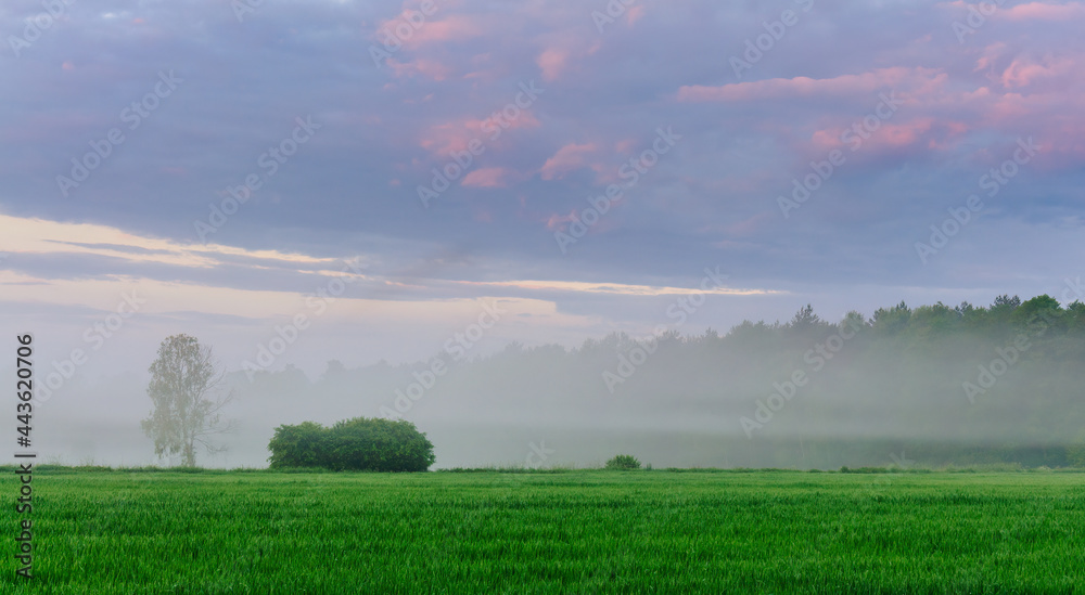 Morning over the meadows of Podlasie.