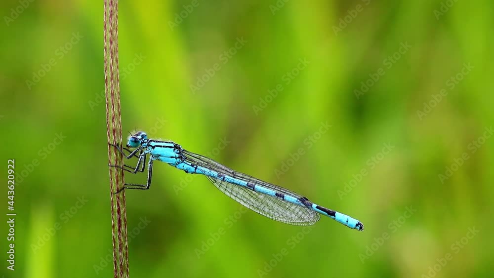 Common Blue Damselfly. Scientific name, Enallagma cyathigerum. Damselfly is resting on a grass stalk chewing a small bug it captured. Common Blue Damselfly. Scientific name, Enallagma cyathigerum. Damselfly is resting on a grass stalk chewing a small bug it captured.
