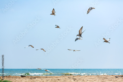 A flock of seagulls circling in the sky near the sea coast