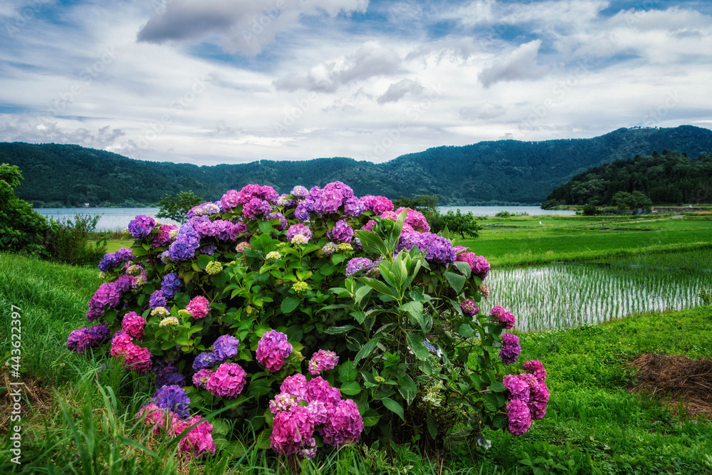 Obraz premium 水田の近くに咲く紫陽花と滋賀県の余呉湖が見える風景