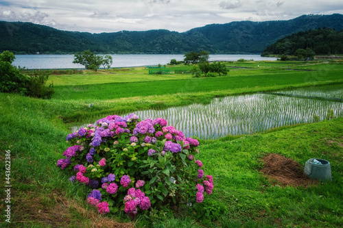水田の近くに咲く紫陽花と滋賀県の余呉湖が見える風景