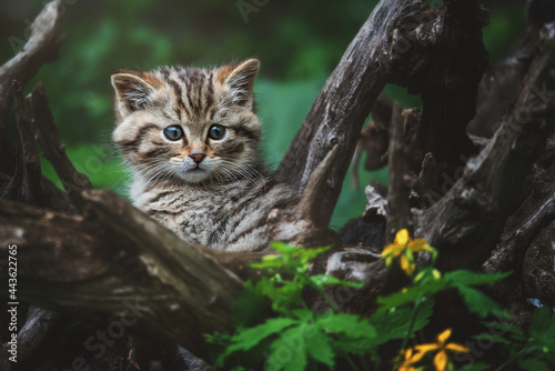 European wild cat (Felis silvestris) detail portrait cat kitten