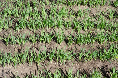 Green shoots of barley in the field