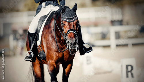 Equestrian sport. Dressage of horses in the arena. © Azaliya (Elya Vatel)