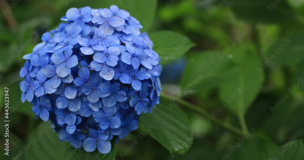 Hydrangea flower at the garden in Japan rainy day close shot Hydrangea flower at the garden in Japan rainy day close shot
