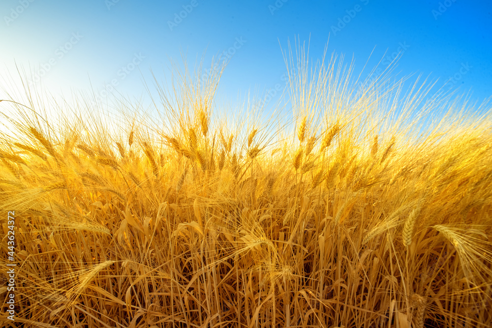 Golden field of barley against blue sky, harvest natural background Golden field of barley against blue sky, harvest natural background