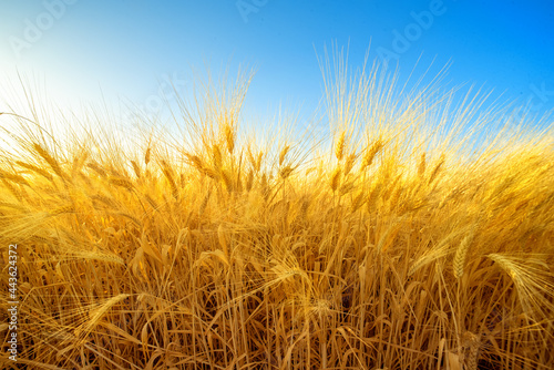 Golden field of barley against blue sky, harvest natural background