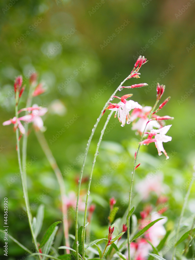Drop rain on Beautiful bouquet pink color flower blooming in garden blurred of nature background space for copy writer