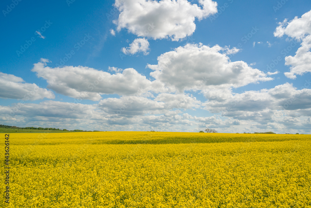 Blooming rape field. Horizontal. Blooming rape field. Horizontal.