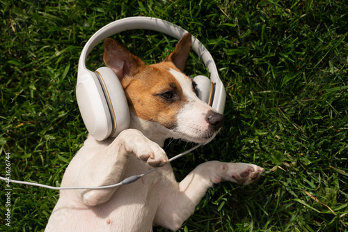 Dog jack russell terrier lies on a green lawn and listens to music on headphones.