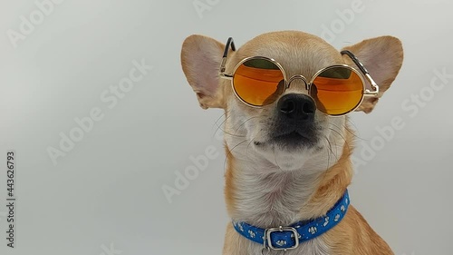 Dog In Sunglasses on isolated white