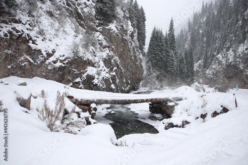 winter forest in the snow
