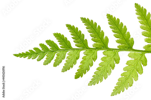 detail on tip leaf of fern