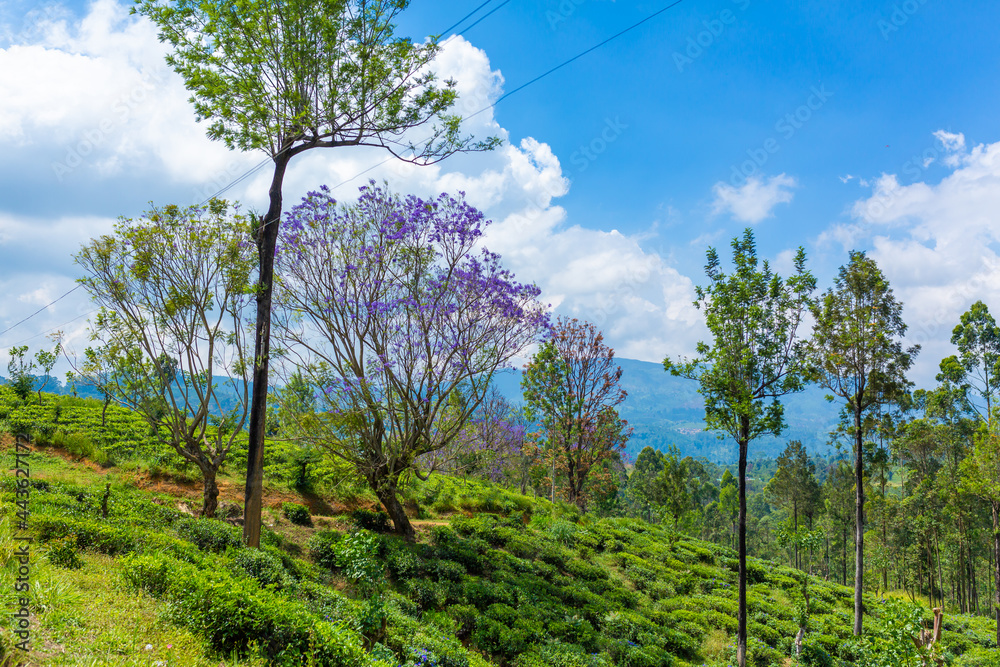 Fototapeta premium Wonderful natural landscape. Green hilly valley a