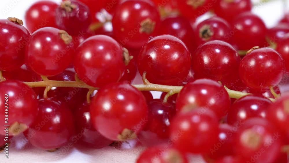 Red currant berry on white table Red currant berry on white table