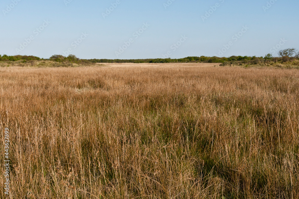 Landschap op Schiermonnikoog, Landscape at Schiermonnikoog