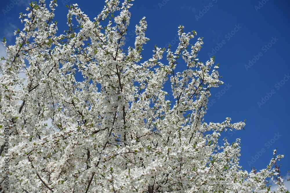 Multitude of white flowers on branches of plum tree against blue sky Multitude of white flowers on branches of plum tree against blue sky